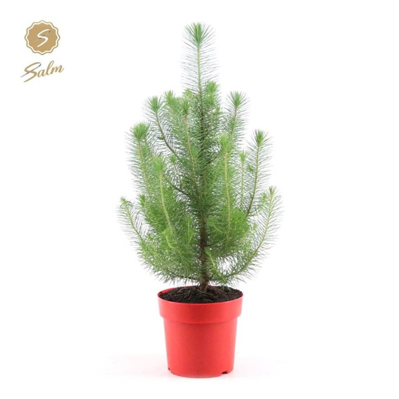 Pinus pinea 'Silver Crest' - C2 Red pot